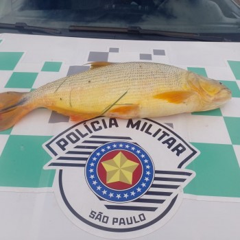 Polícia Militar Ambiental autua dois por transporte de pesca proibida